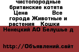 чистопородные британские котята › Цена ­ 10 000 - Все города Животные и растения » Кошки   . Ненецкий АО,Белушье д.